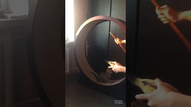 Тренажёр-Беговое колесо для Котов! смотреть онлайн