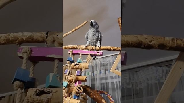 Домашние попугаи, скоттиш страйт, жако и какаду, СТРЕСС смотреть онлайн