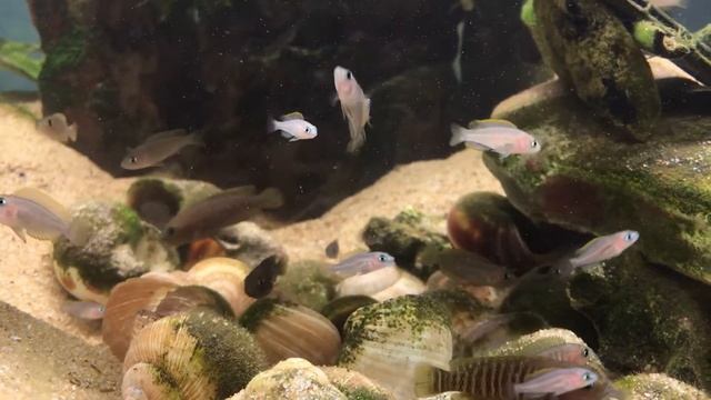 Лампрологусы мультифасциатусы смотреть онлайн