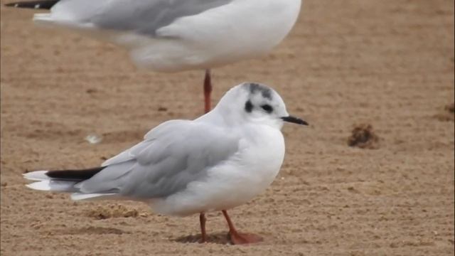 Малая чайка - Larus minutus смотреть онлайн