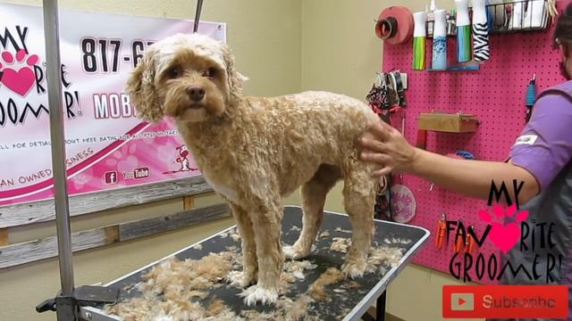 Fast Dog Haircut смотреть онлайн