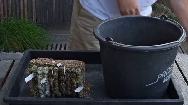 Transplant Echinocereus Seedlings смотреть онлайн