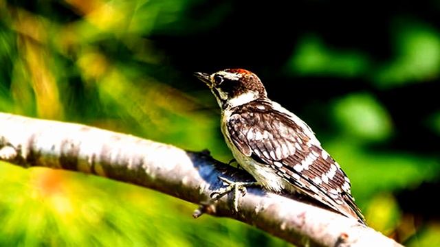 Birdie shoot (HD1080p) смотреть онлайн