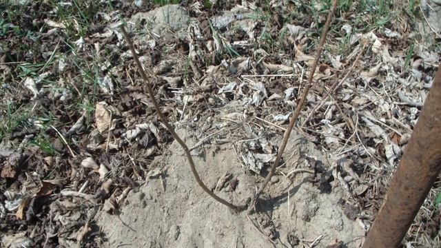 Не убиваемая Гортензия Селекшн смотреть онлайн