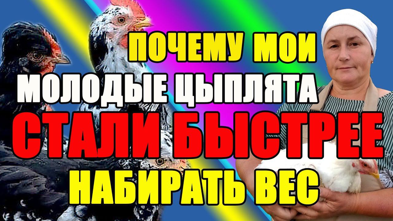 Почему мои ЦЫПЛЯТА СТАЛИ БЫСТРЕЕ набирать вес, смотреть онлайн