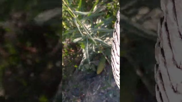 Встреча с гадюкой смотреть онлайн