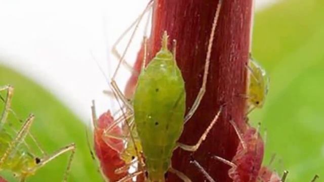 Алоказия - болезни и вредители. Как лечить и спасать Алоказию.