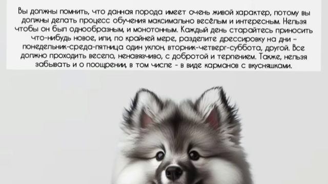 3-породы собак,и факты о них#1(0+) смотреть онлайн