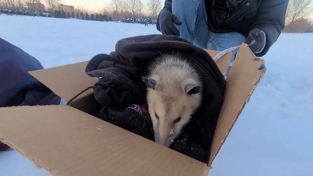 Спасти рядового опоссума смотреть онлайн