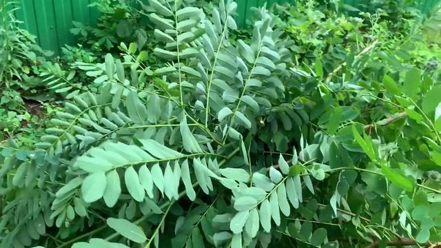 #431 Он вернулся, но поймать его мы не смогли. смотреть онлайн