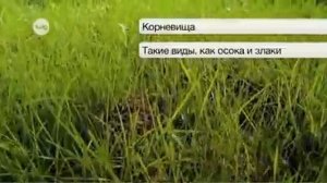 Бесполое размножение растении