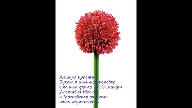 Аллиум букет цветов недорого с доставкой Москва в шляпной коробке с вашим фото. смотреть онлайн
