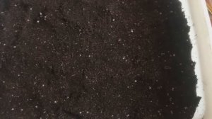 МОНГОЛЬСКИЙ КАРЛИК   посев семян на рассаду, мой способ