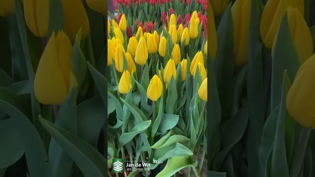 Livestream Tulip Trade Show 2023 - White And Yellow - EN/RU