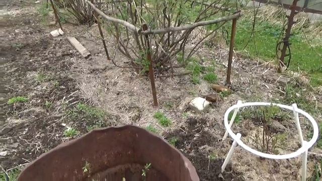 Посадка саженцев груши и жимолости на участке с высоким уровнем грунтовых вод. смотреть онлайн