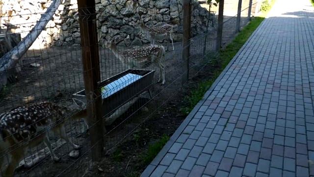 КРЫМ. Один из лучших ЗООПАРКОВ! Альпаки, ЛЬВЫ, медведи и другие животные. Парк в БАХЧИСАРАЕ. 2 част смотреть онлайн