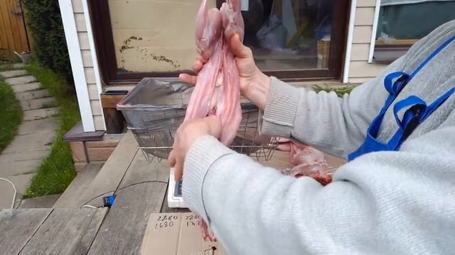 калифорнийской породы - СКОЛЬКО МЯСА У КРОЛИКА ПОСЛЕ ЗАБОЯ - РАЗВЕДЕНИЕ КРОЛИКОВ смотреть онлайн