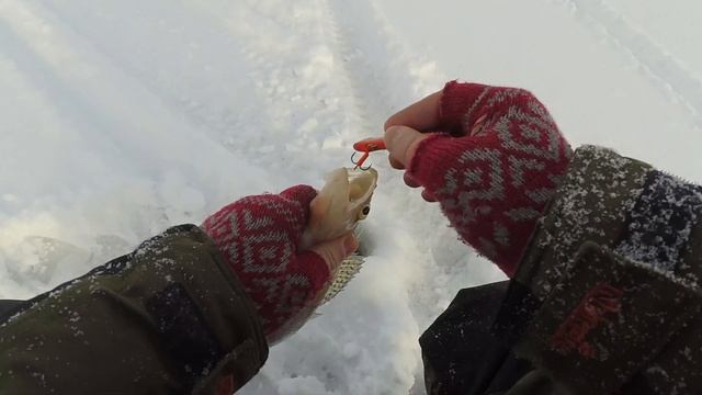 ЛЮБЛЮ ЗИМНЮЮ РЫБАЛКУ! Судак на раттлин, зимняя рыбалка на Обском водохранилище смотреть онлайн
