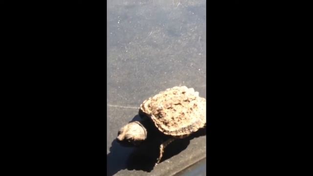Wacky turtle adventures 1; rise of Magellan смотреть онлайн
