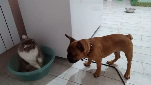 Щенок французского бульдога против вислоухой кошки смотреть онлайн