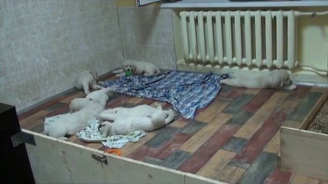 Елань Моя Сударыня х Риэра Цертеро Сальвадор (щенки)