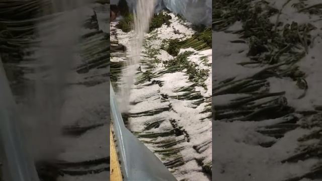 Засолка Папоротника смотреть онлайн