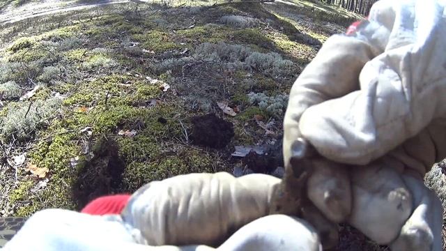 Equinox 600 Реальный коп  Дэус ЭксПи уделал двух Эквиноксов ???