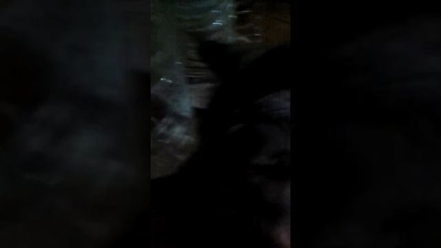 Мой кот носится как угарелый когда я играю с ним в мяч? смотреть онлайн