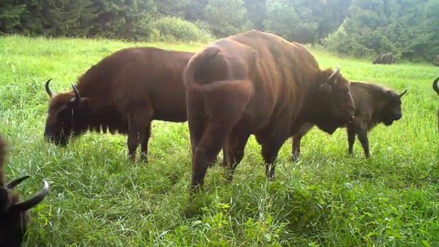 Фотоловушка зубры смотреть онлайн