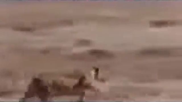 Львы На Охоте! Животный Мир! смотреть онлайн