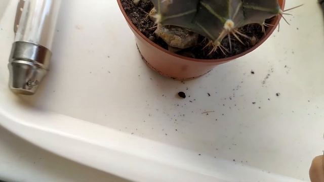 gymnocalycium mihanovichii (мой первый кактус) смотреть онлайн