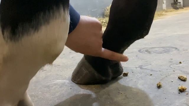 Проблема с межкостным мускулом на задних ногах лошади смотреть онлайн