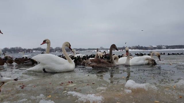 Лебеди, Днепр зима. Swans Dnipro смотреть онлайн