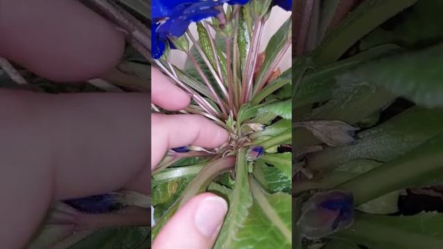 выращивание примулы бесстебельной дома смотреть онлайн
