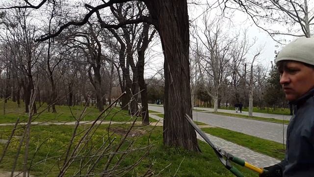 Обрезка саженцев шаровидных вишен перед посадкой. смотреть онлайн