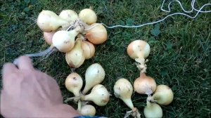Вяжем лук в косичку Дачный урожай