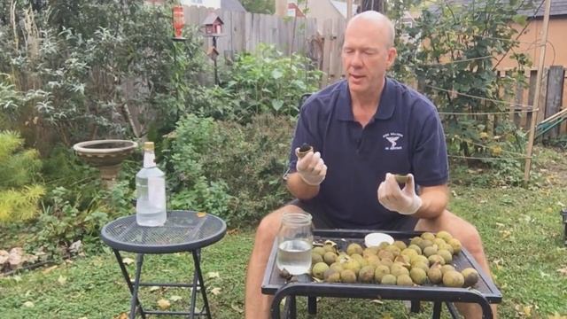 Stalking The Black Walnut Hull (Juglans Nigra) смотреть онлайн