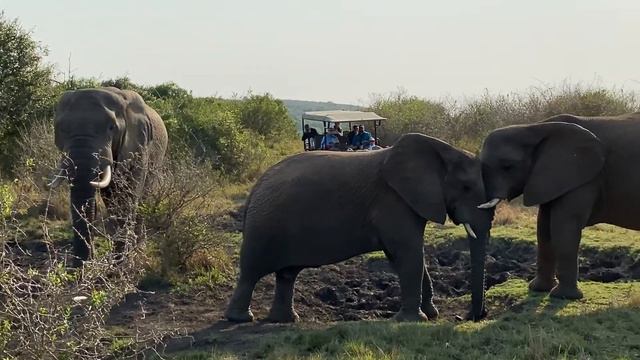 The elephants of Thula Thula. Day 2/ Слоны заповедника Тула Тула. День 2. смотреть онлайн