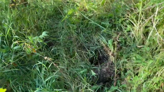 Нашли немецкий ЖД мост, коп чёрного металла сПРО КОПом смотреть онлайн