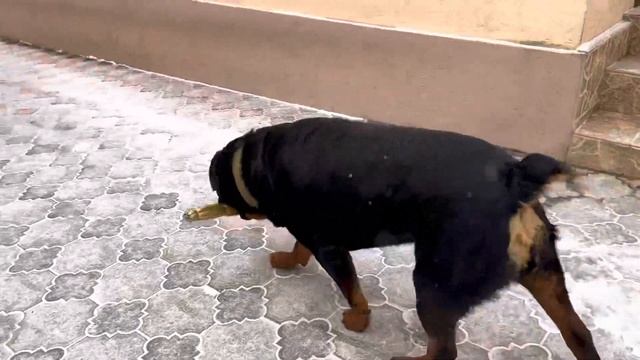 Иметь дома ротвейлера большое счастье смотреть онлайн