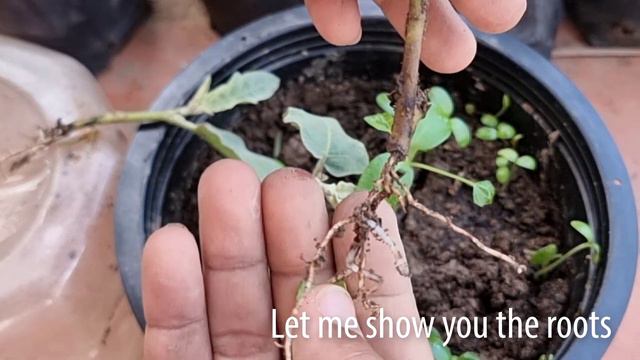 White Eggplant handicraft with aloe Vera planting method смотреть онлайн