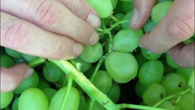 MOVENTO in Table Grapes смотреть онлайн