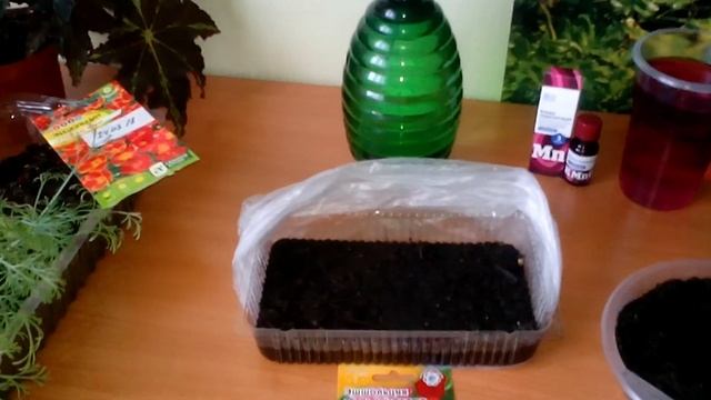 Эшшольция  Посев, выращивание