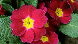 Как Выращивать Примулу из Семян в Домашних условиях