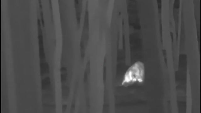 охота на кабана с вышки. Cono Polaris 335. секач... крепкий на рану смотреть онлайн