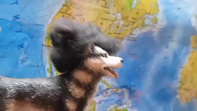 шляйх клип///schleich clip///Самый лучший день///?/// смотреть онлайн