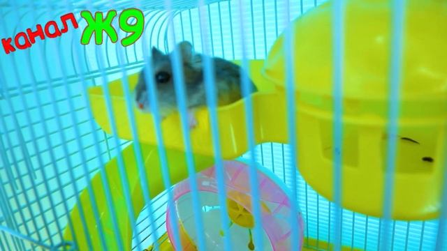 Кто он и откуда взялся Пряник Жора на кнале @Ж9 ЗУМЕР смотреть онлайн