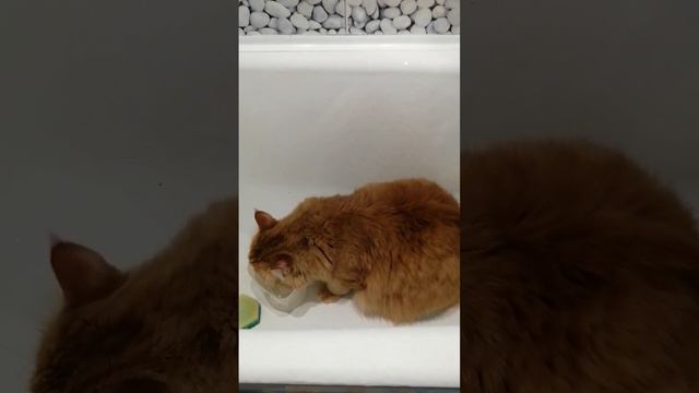 Всю ночь не пил) смотреть онлайн