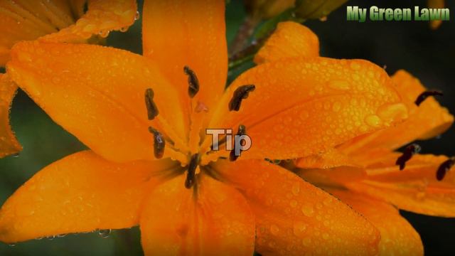 How to Get Calibrachoa Seeds смотреть онлайн