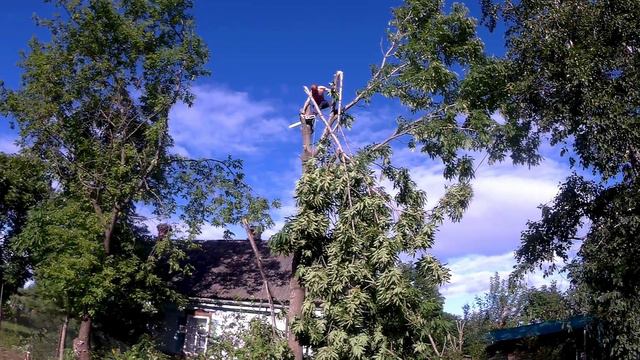 Как НЕ надо пилить деревья.Не повторять опасно.СВАРКА.Варка крабов.